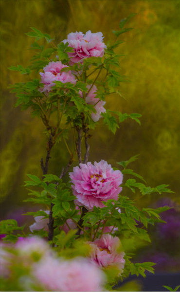ݲؽ_meitu_14.jpg